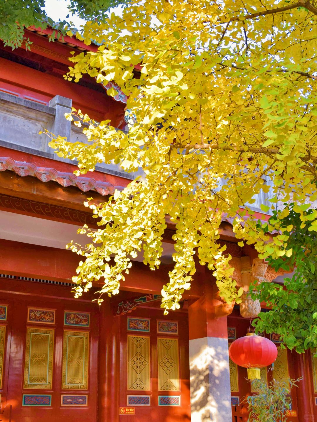 泉州承天寺银杏黄了🍂预计下周达到顶峰