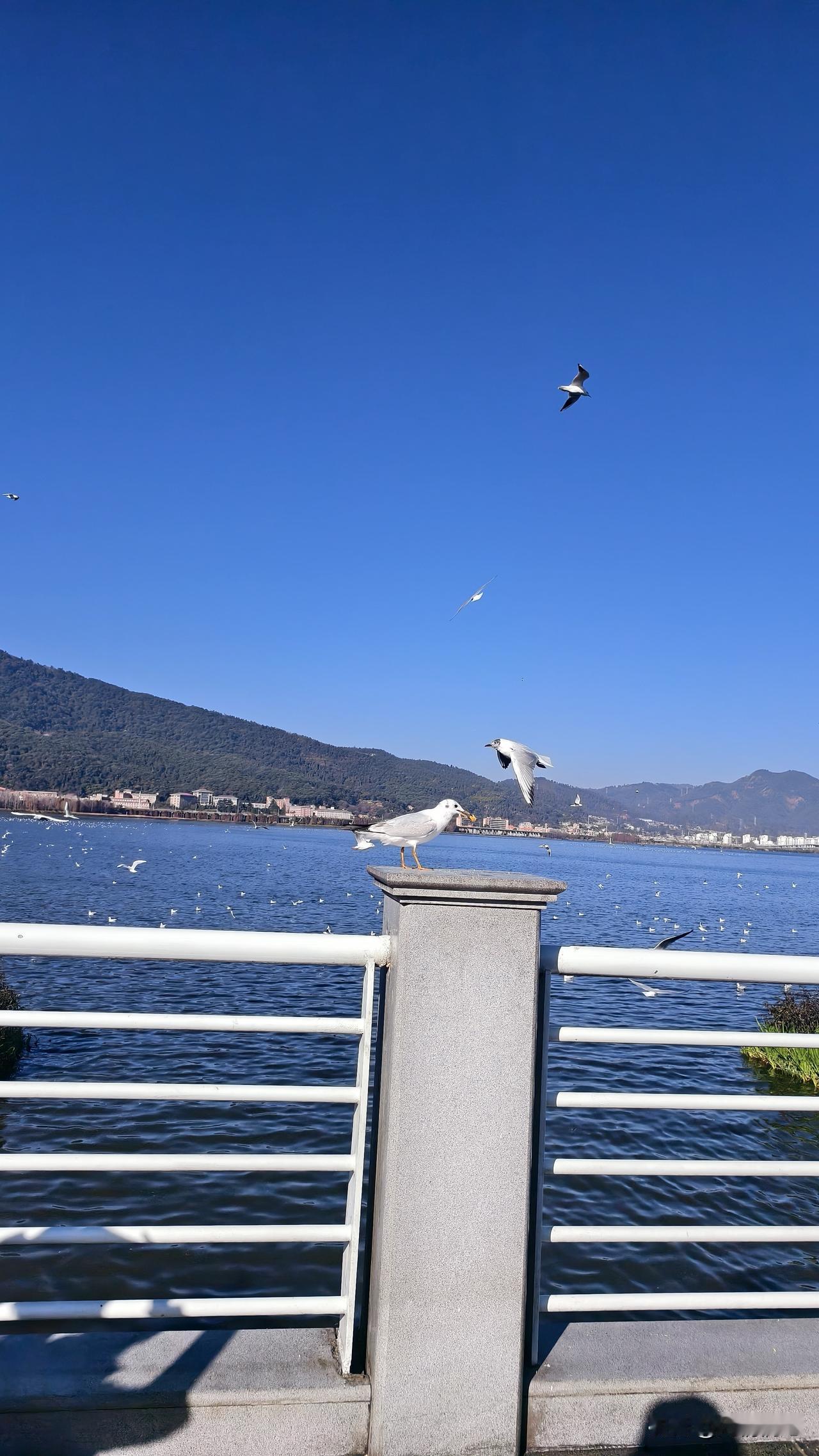 日常的疲惫，总需要一点热爱来治愈。今天，打卡云南海埂大坝，赴一场与红嘴鸥的冬日之