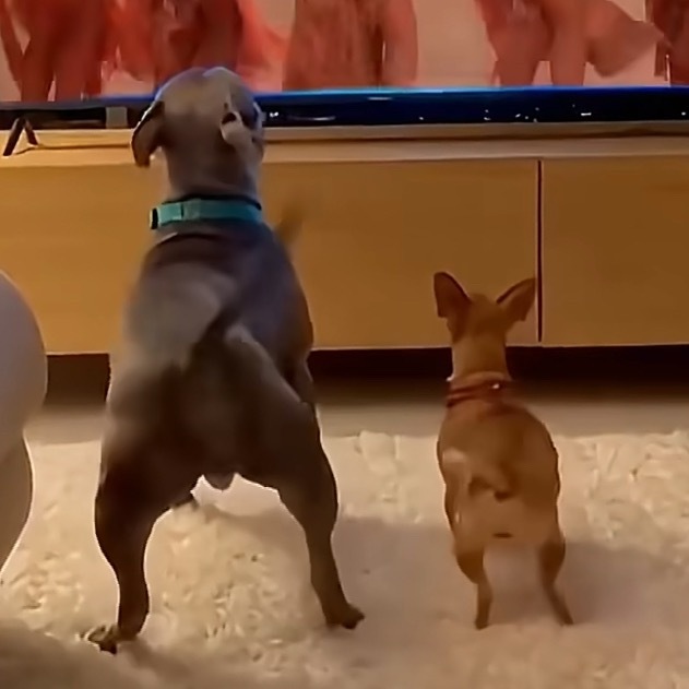 狗狗跳得正嗨呢 狗几：康我pp！！ 
