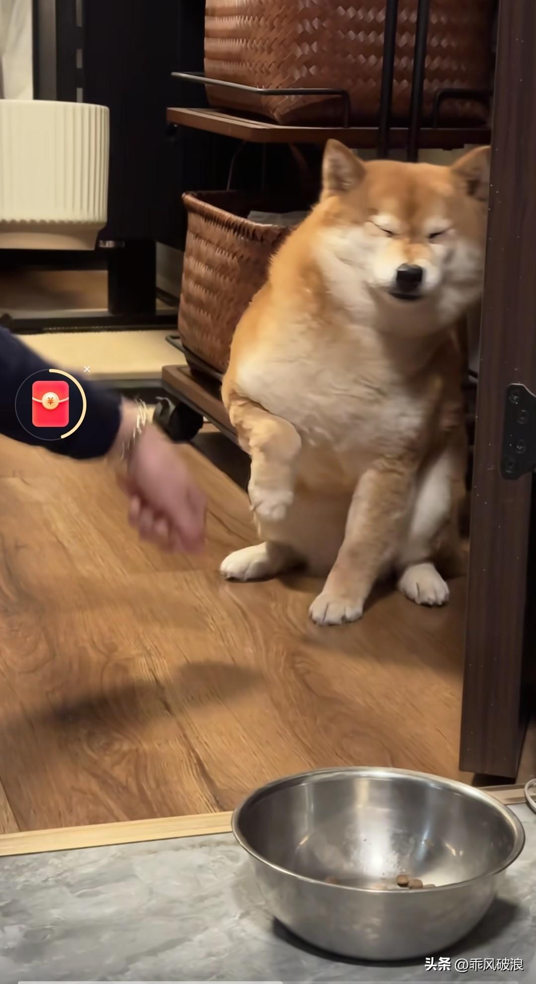 再温顺的狗狗也有挨揍的时候。瞧这只柒犬，每天吃饭都剩一点，总吃不干净，主人要教训