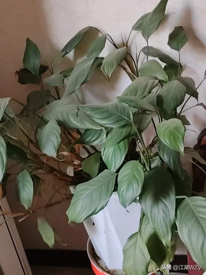这几天，因老母亲骨折住院，我在照顾老母亲，头条己断更了好几天。

今天打开头条看