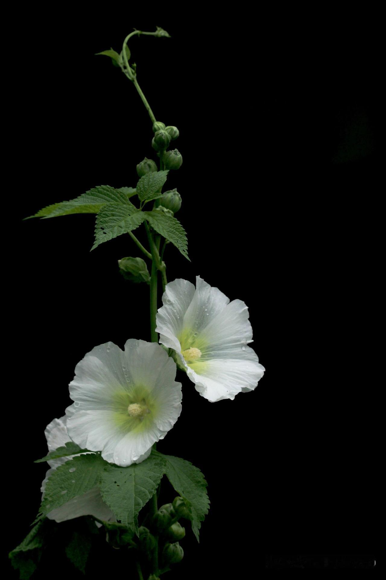 人生本过客，得失皆随缘。你怎么看人生本就是一场路过，来来去去皆是常态。不必执着拥