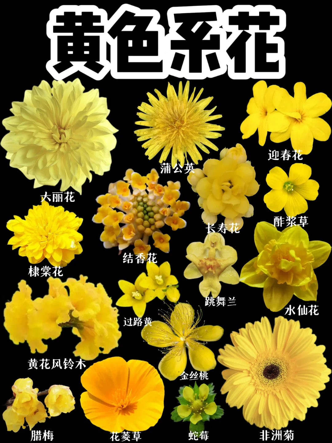 【黄色的花】还有哪些花都晒晒图呀