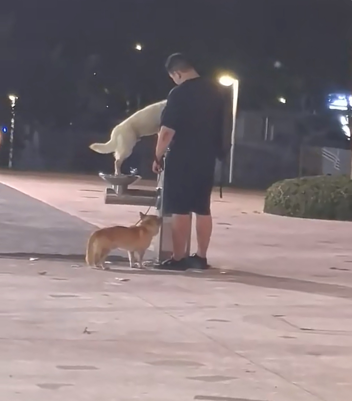 男子带着两条狗，直接到供人饮用的直饮设备前喝水？