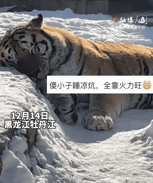 耐寒这一块，还真的是东北虎。雪地里，此时此刻它头枕着雪堆、身躺雪地上，不仅睡的香