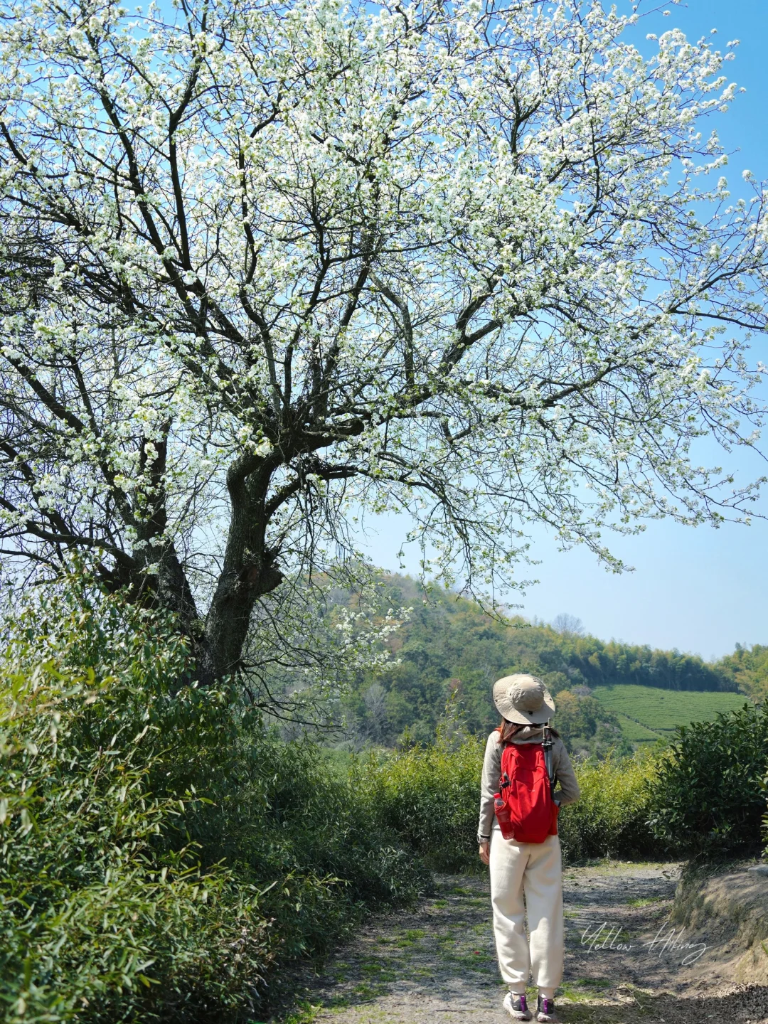 宁波爬山徒步｜山间春日 梨花小环线