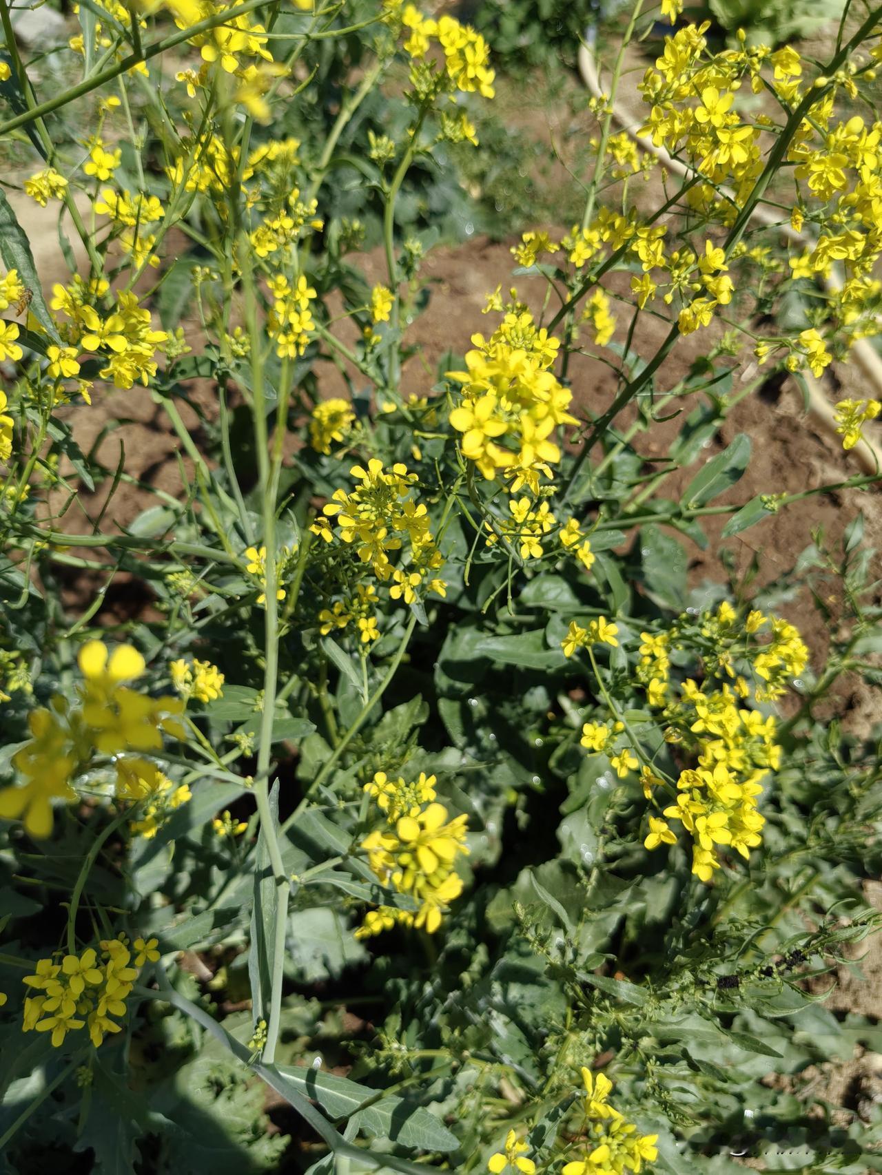 友友见过大白菜开花吗?我的大白菜是以自留种为主，我喜欢捣鼓对比实验，在农业高校1