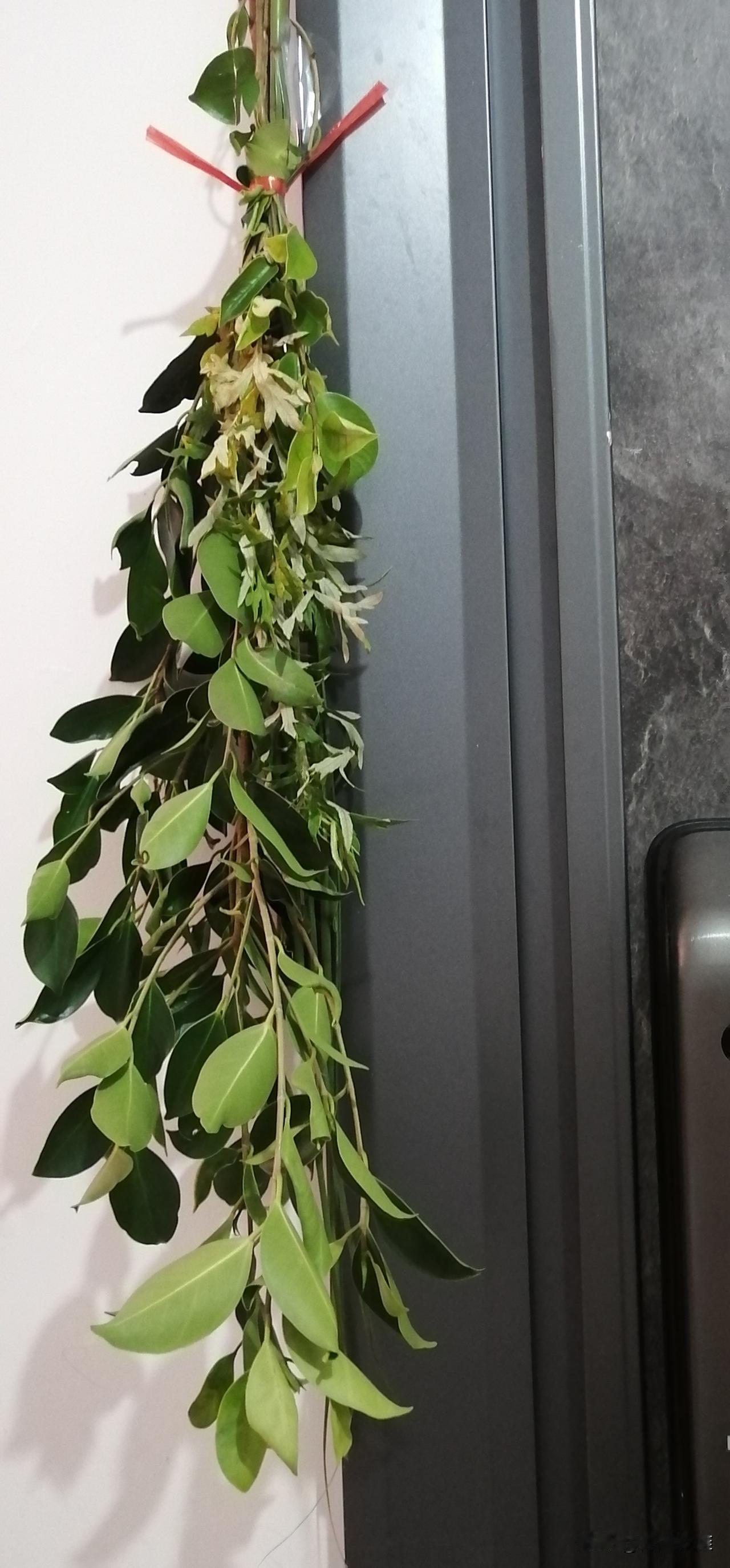 看完龙舟赛回家，顺便买了一把艾叶带回来，挂在了门上。
门上挂艾叶，是端午节习俗，