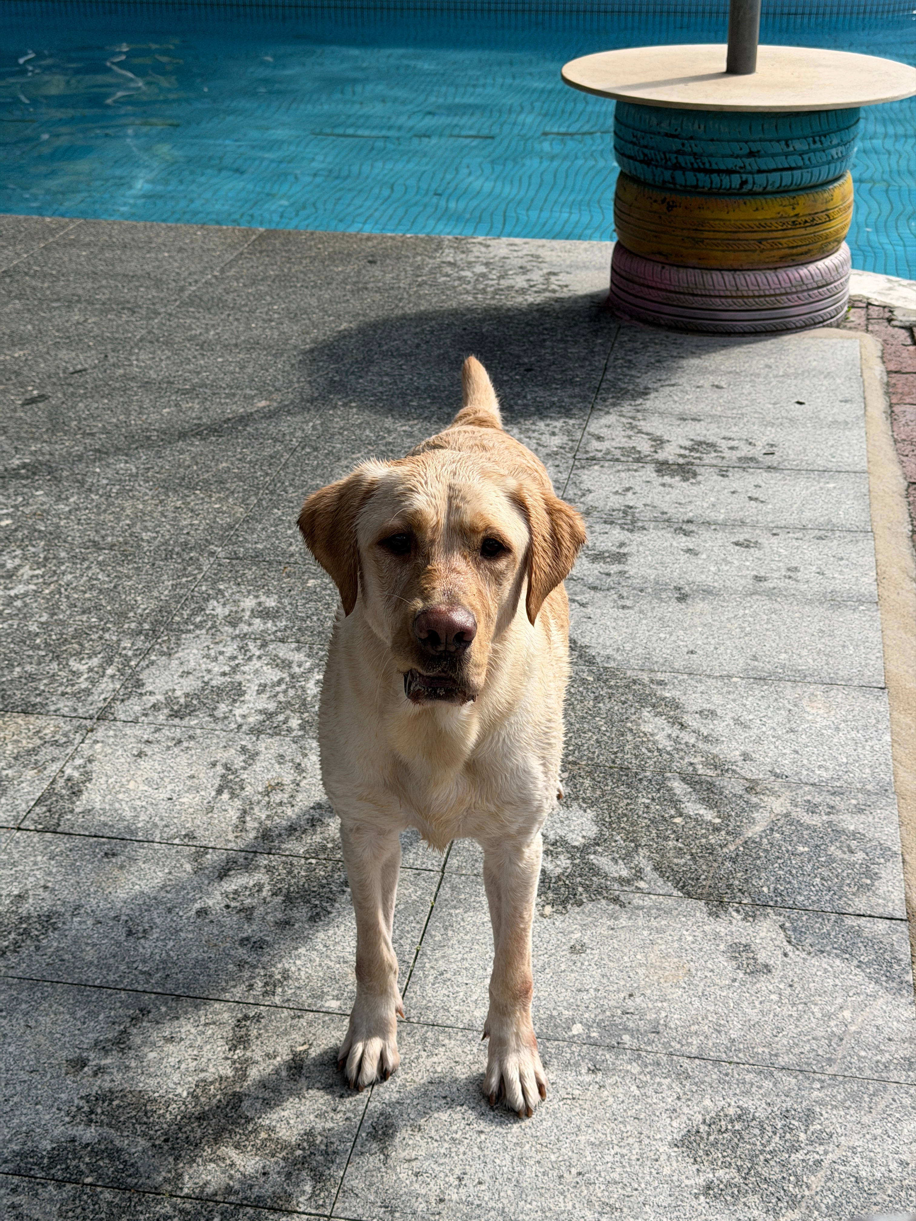 今天是熟悉的旺仔开心日依旧菲律宾炸鱼水平，表现相当稳定今儿接送仔仔，也是坐上新车