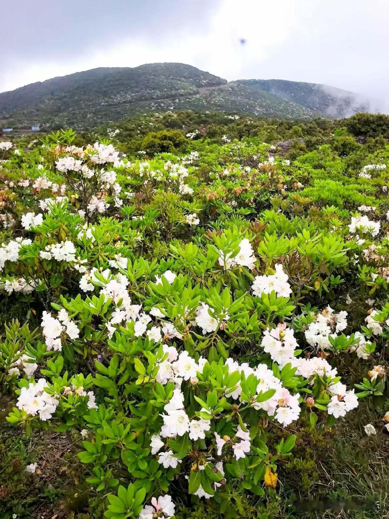 哇塞，昭觉县高山杜鹃盛开这画面绝了！
想象一下，漫山遍野都是绚烂的杜鹃花，组成一