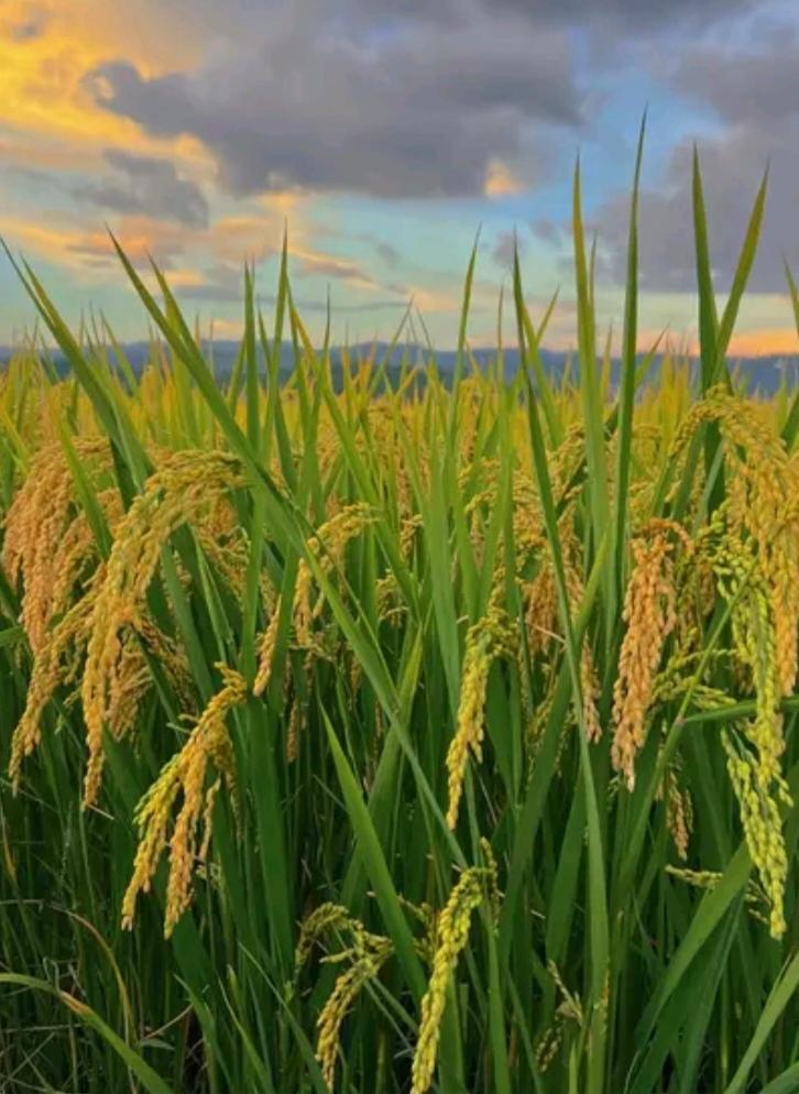 日升月落轮回转，下联你请秋去春来旧例循