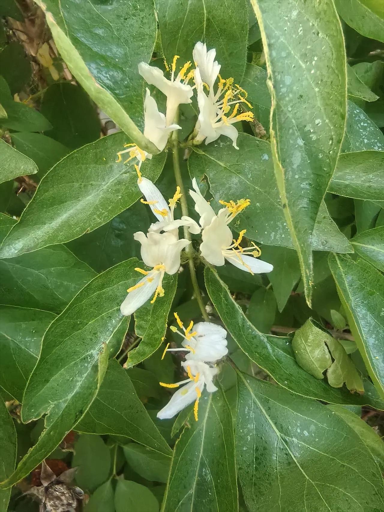 分享一张随手拍的花。这是什么花？还真不认识，是忍冬吗？