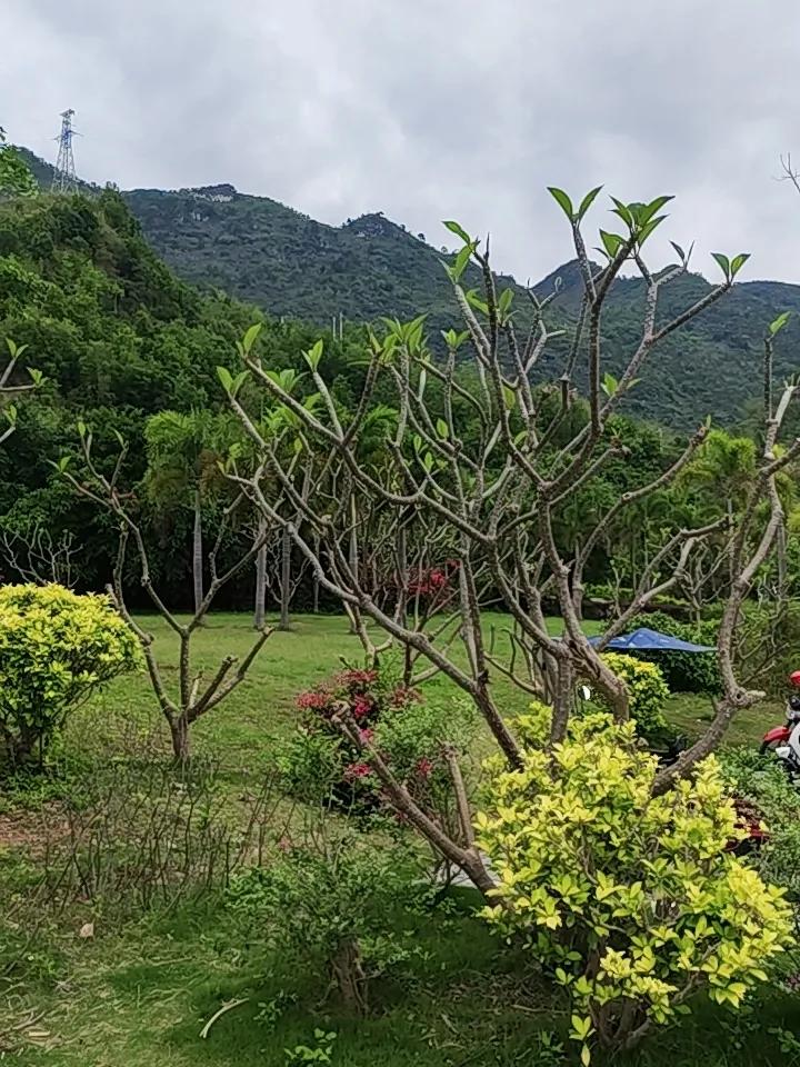 今天去公园逛了逛，公国很空气清新，是个晨练的好地方