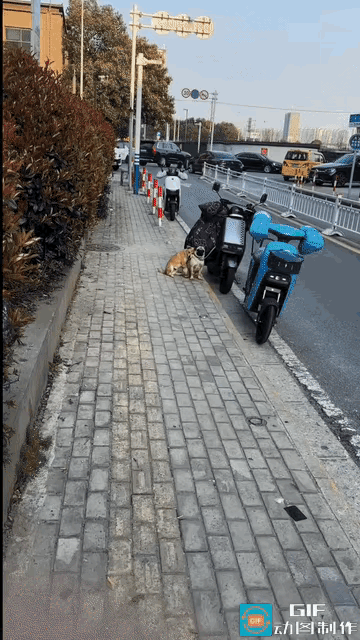 “笑不活了”近日，江苏一男子带着狗狗一起去取快递，他把电动车停在路边，狗狗拴车上