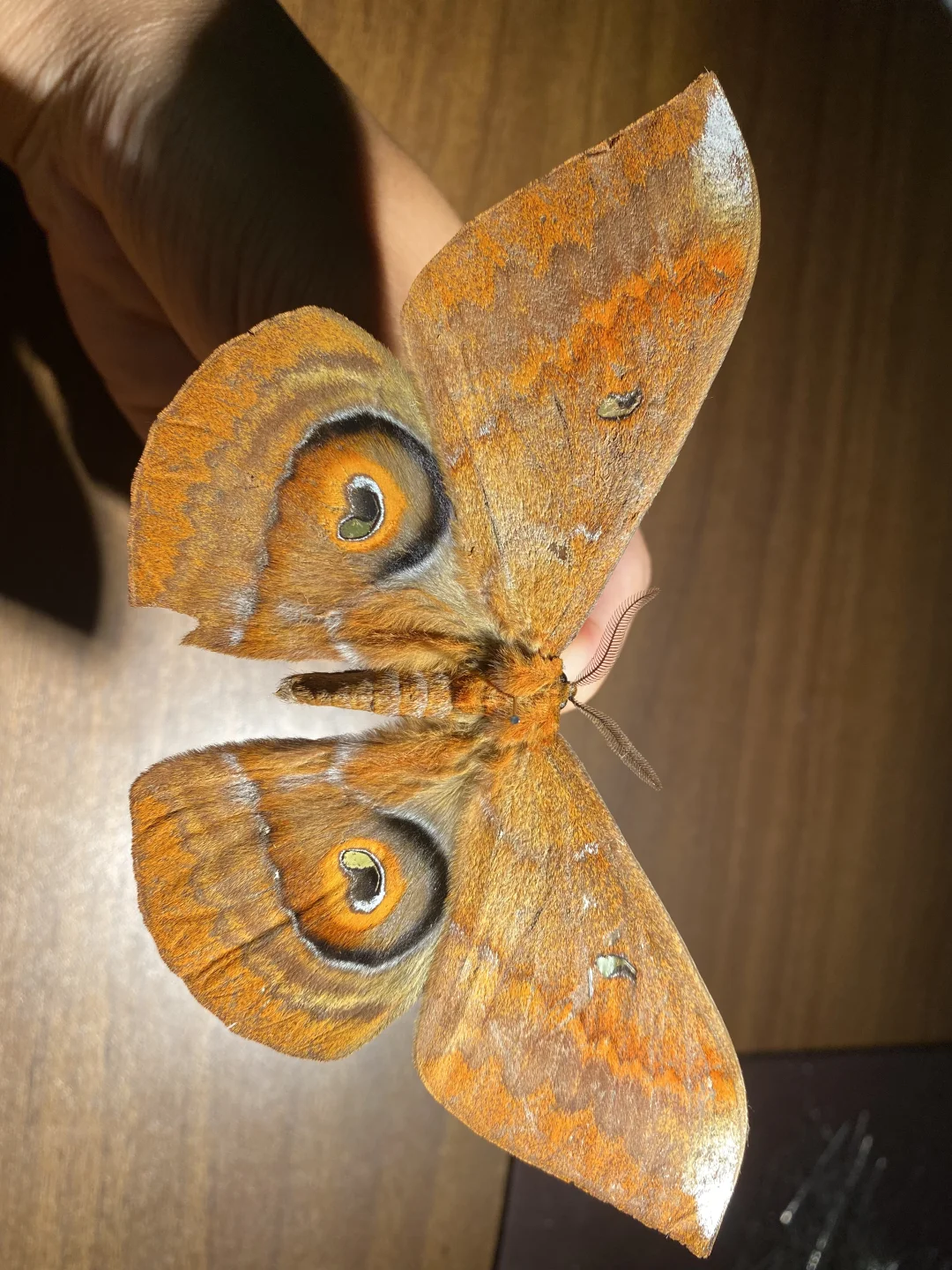 我宣布 它现在是我最爱的蛾子