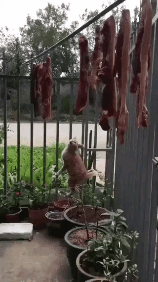 为了这口肉吃，快累死宝宝了，这算不算是一颗救命稻草啊！