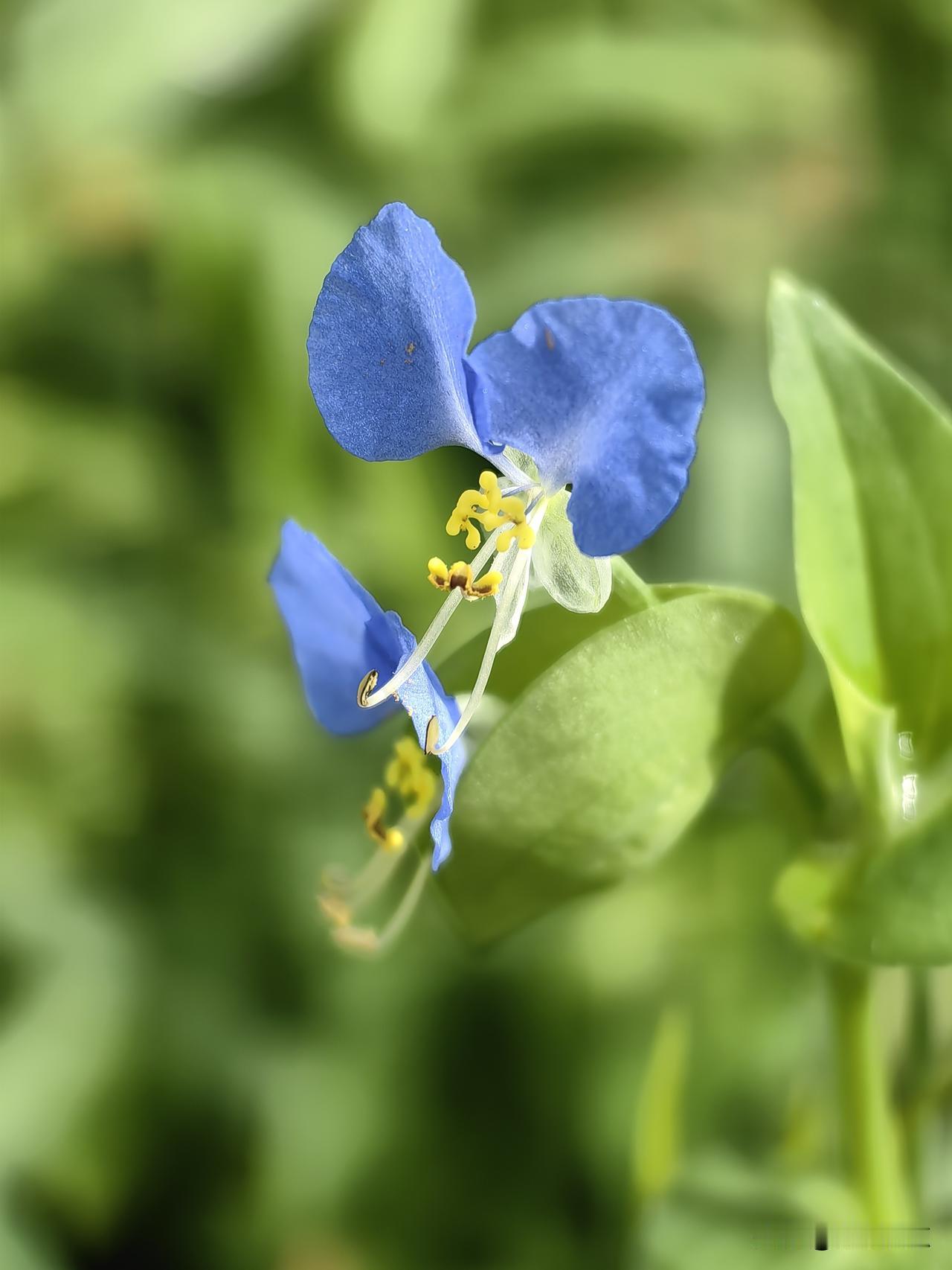 🌸撒花🌸
本来打算中国女排亚锦赛夺冠
直通洛杉矶奥运发的
结果又囤了这许久