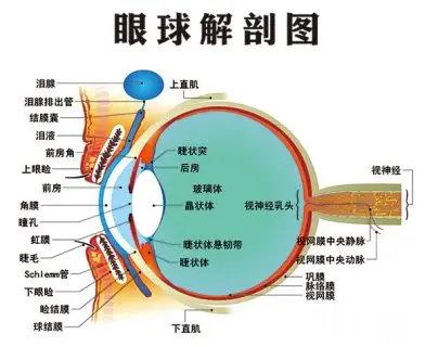 #人体含水量最多的器官# 人体含水量百分比最高的器官是眼球和脑脊髓，含水量为99