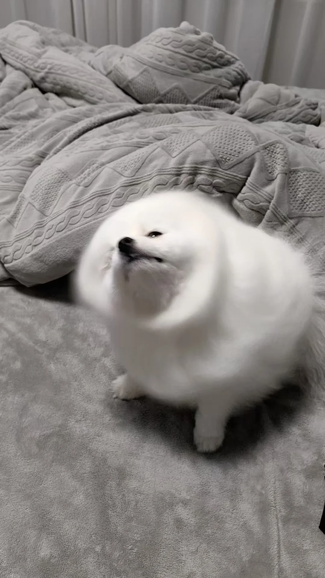 糊糊小年糕