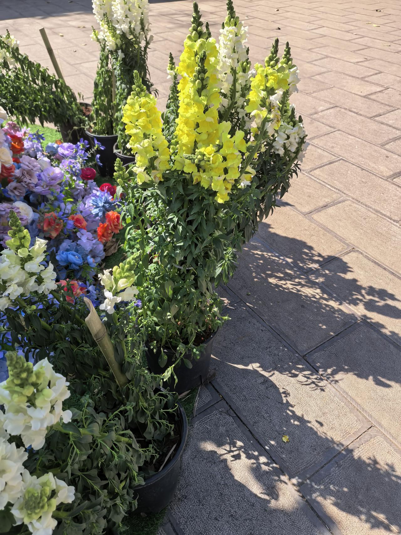 出于好奇，不懂就问
这个是什么花呀！开得好漂亮