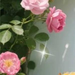 阳光信用[超话]阳光信用每日一善 [举手][举手][举手]老师求🍎[举手][举