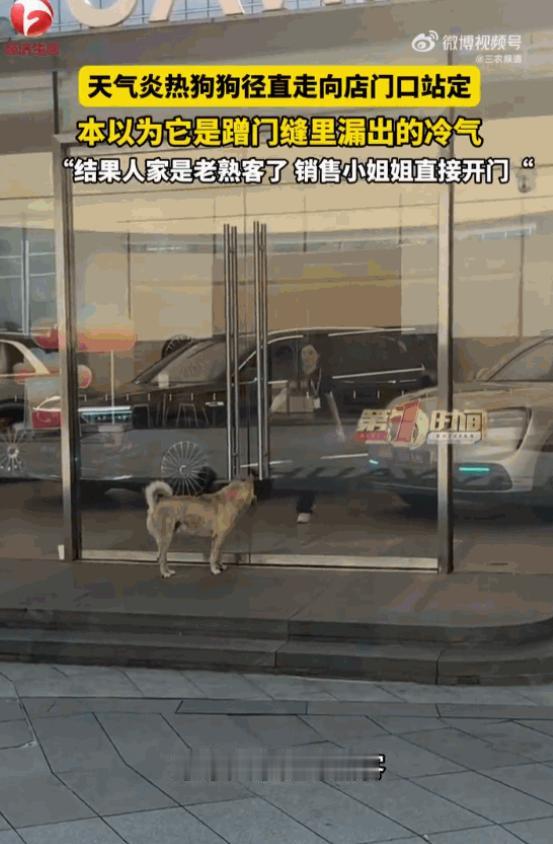 “狗和人的双向奔赴！”重庆气温飙升至 38 度，路面热浪蒸腾视线，车主张先生充电