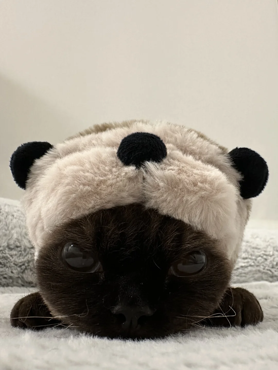 泥嚎我是一只不开心的海獭🦦