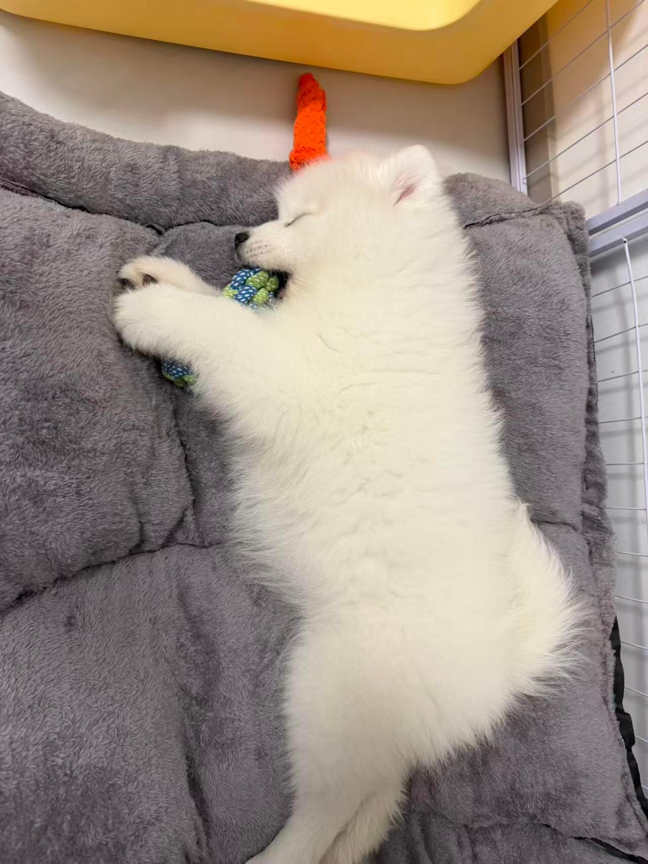 周末在家睡大觉的耶耶 