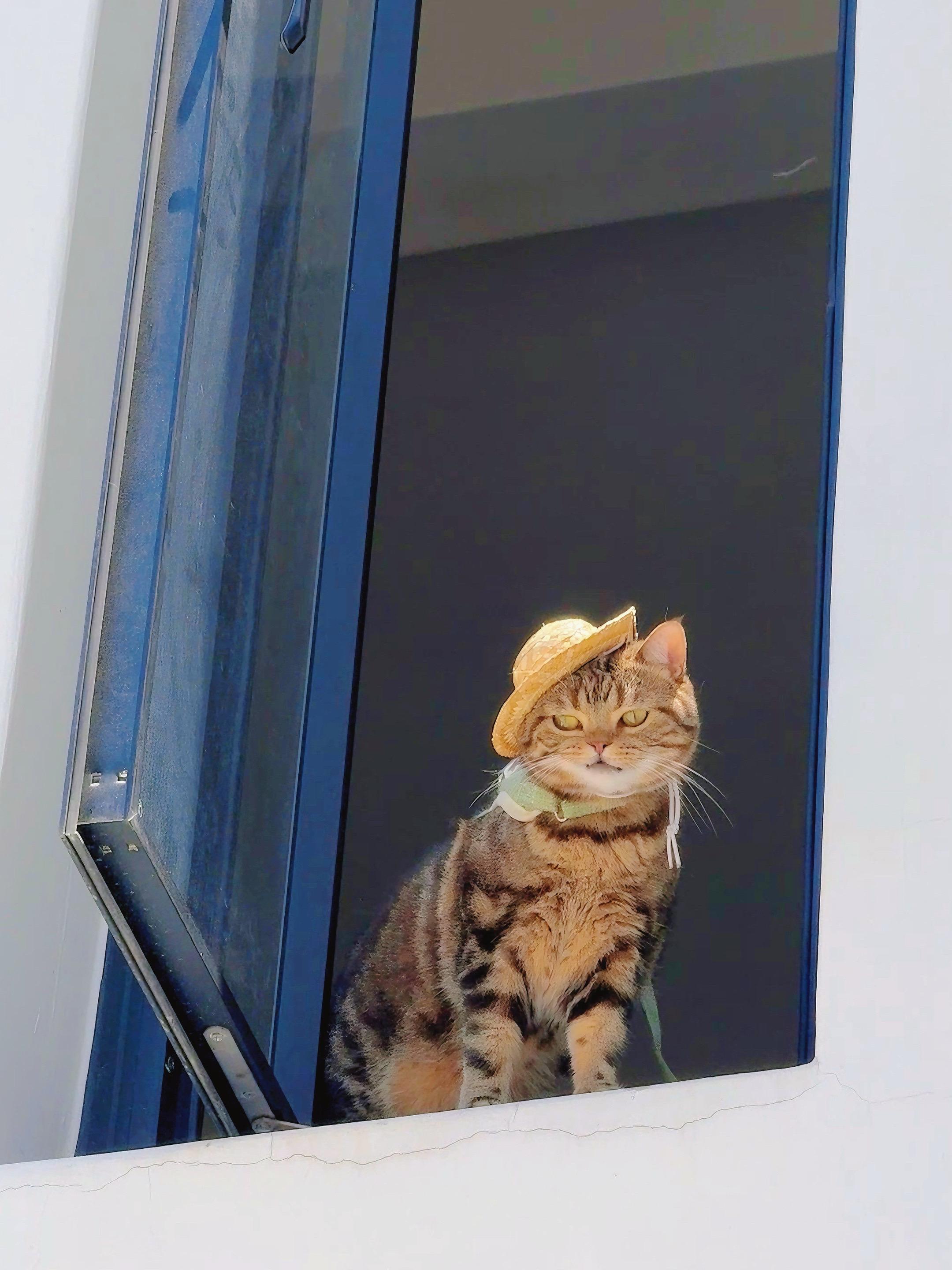 闪闪发光的猫猫啊！！！像穿靴子的猫，有个披肩的话