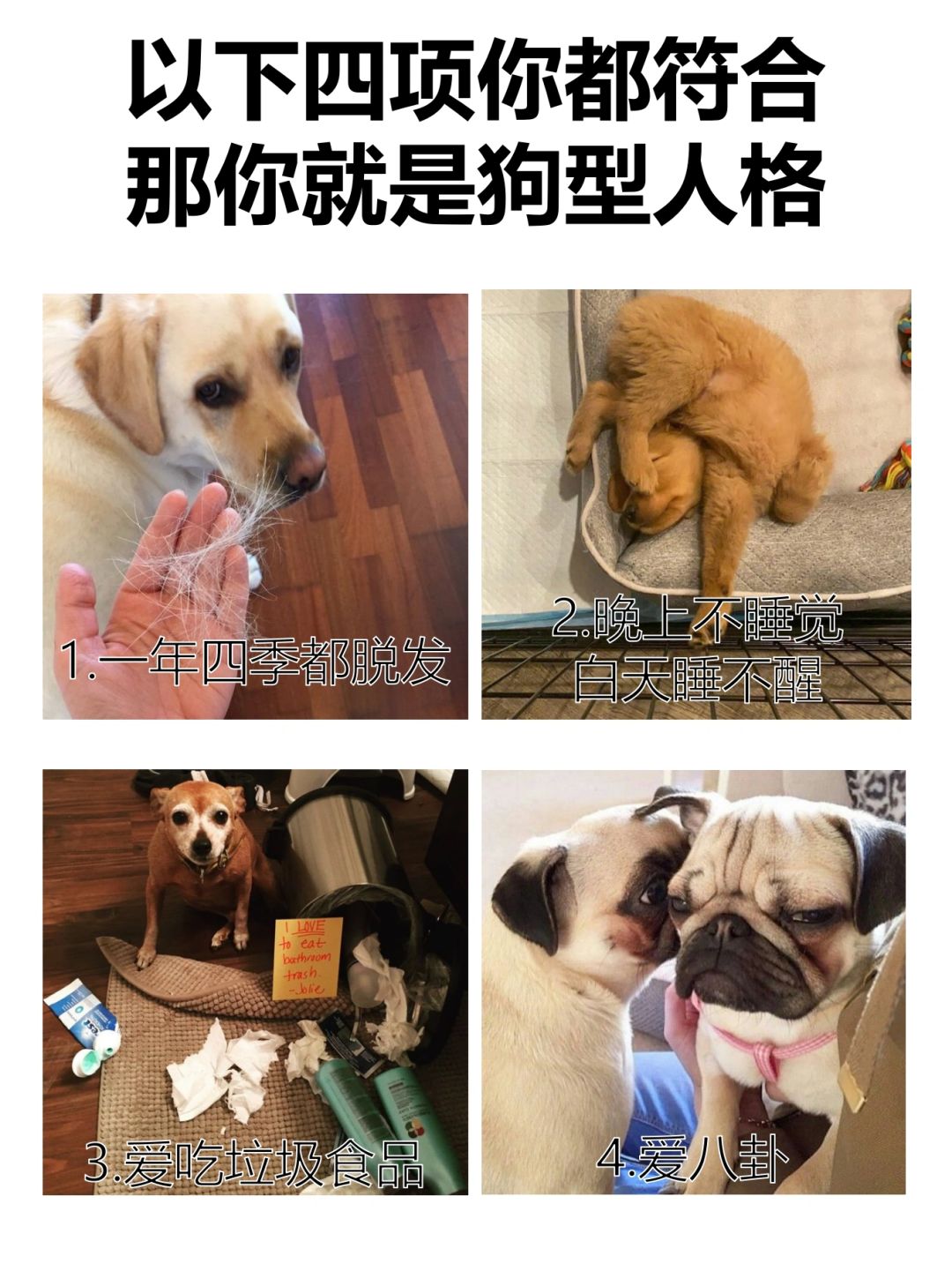 你是狗型人格吗？