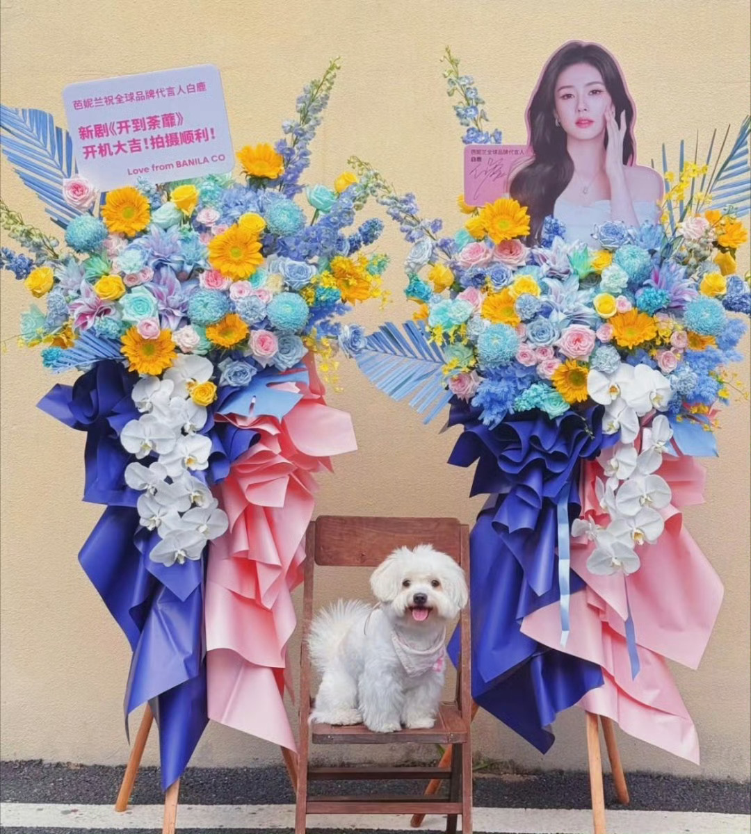 小芭好宠代言人白鹿芭妮兰全球品牌代言人
