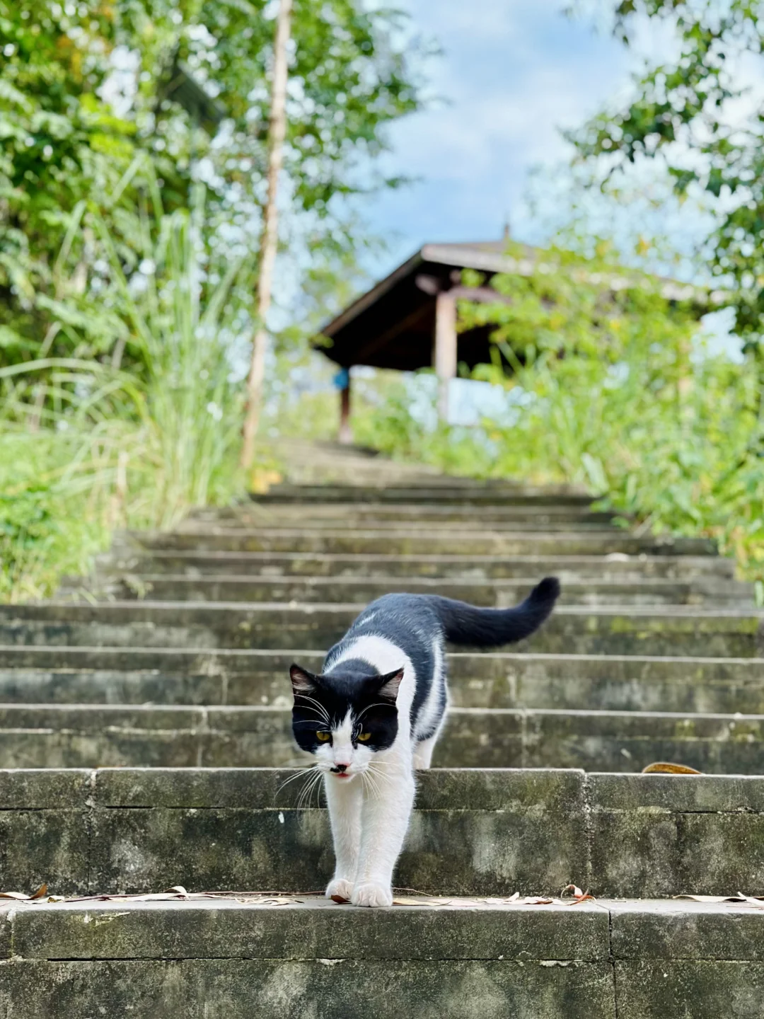 原来，成都的野熊猫长这样！