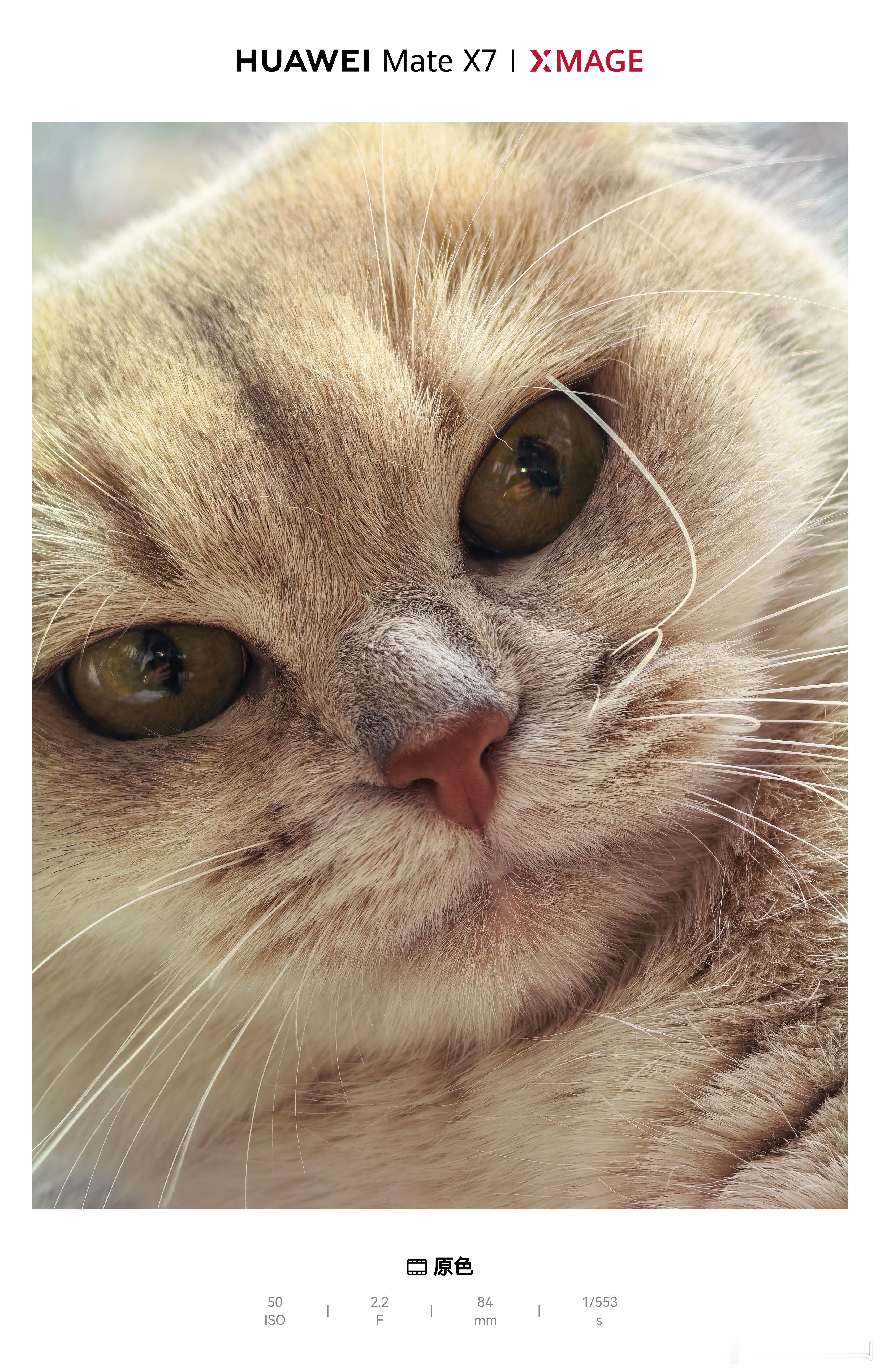 冬日暖阳里，和我家猫猫一起躺平玩耍。你们说可爱嘛？