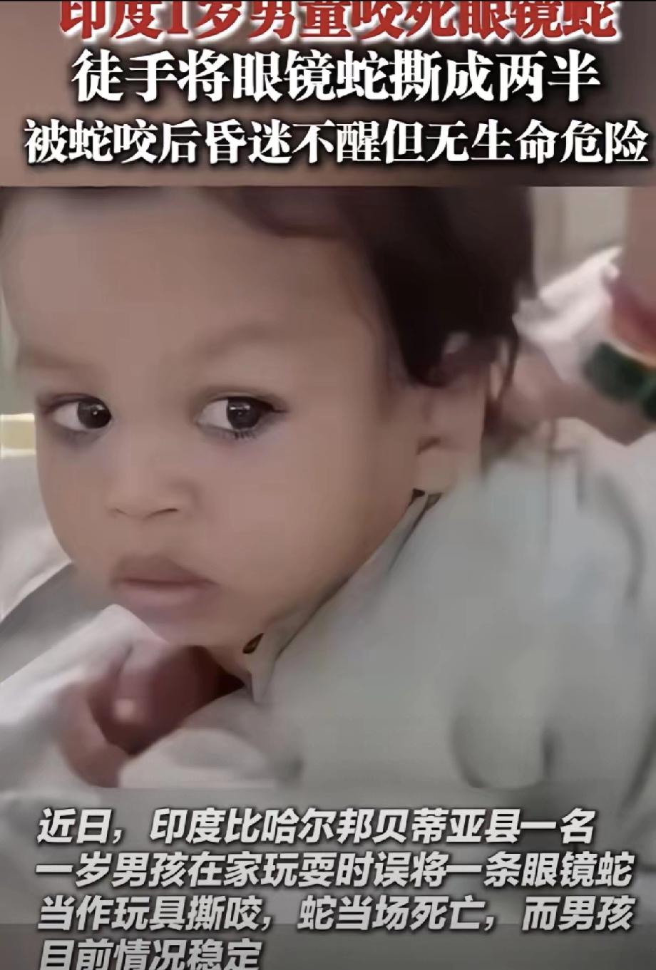 2025年7月印度，1岁男童玩耍时，眼镜蛇突然闯入家中，男童误把它当作玩具，竟然