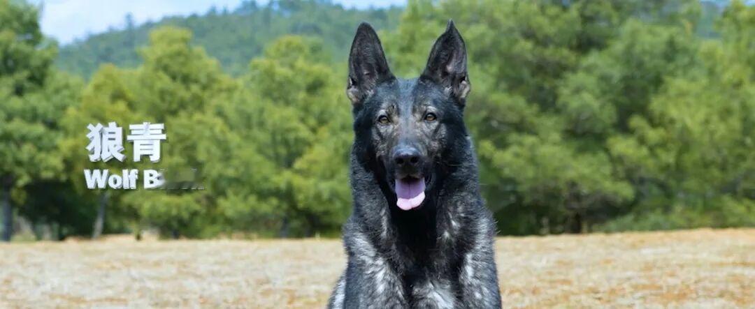 中国“无言战士”太牛了！公安部力推昆明犬，自主培育还火到10多个国家
 
家人们