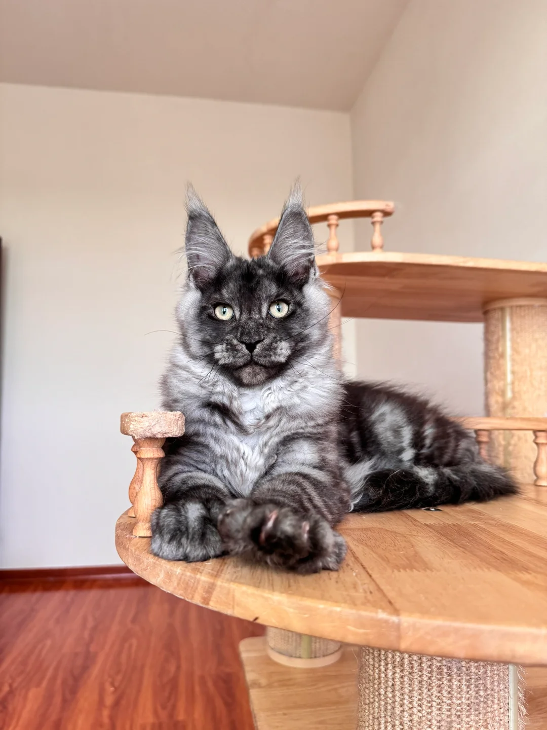 帅气缅因猫弟弟