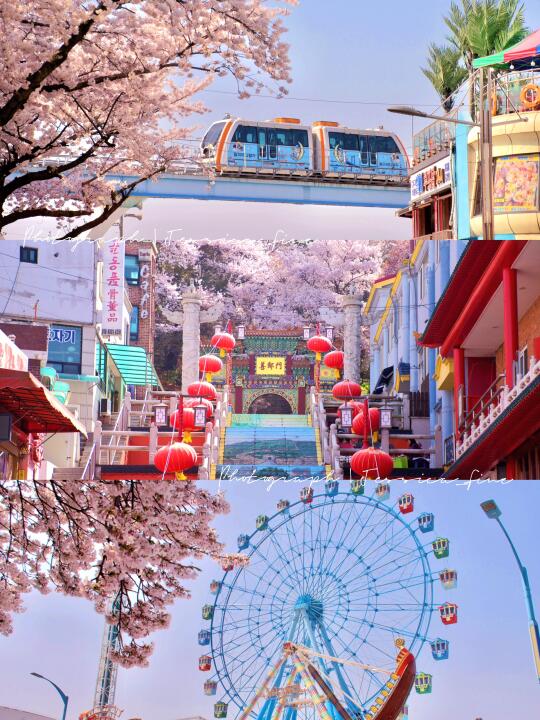🇰🇷小韩樱花末班车|仁川赏樱一日攻略🌸🌊