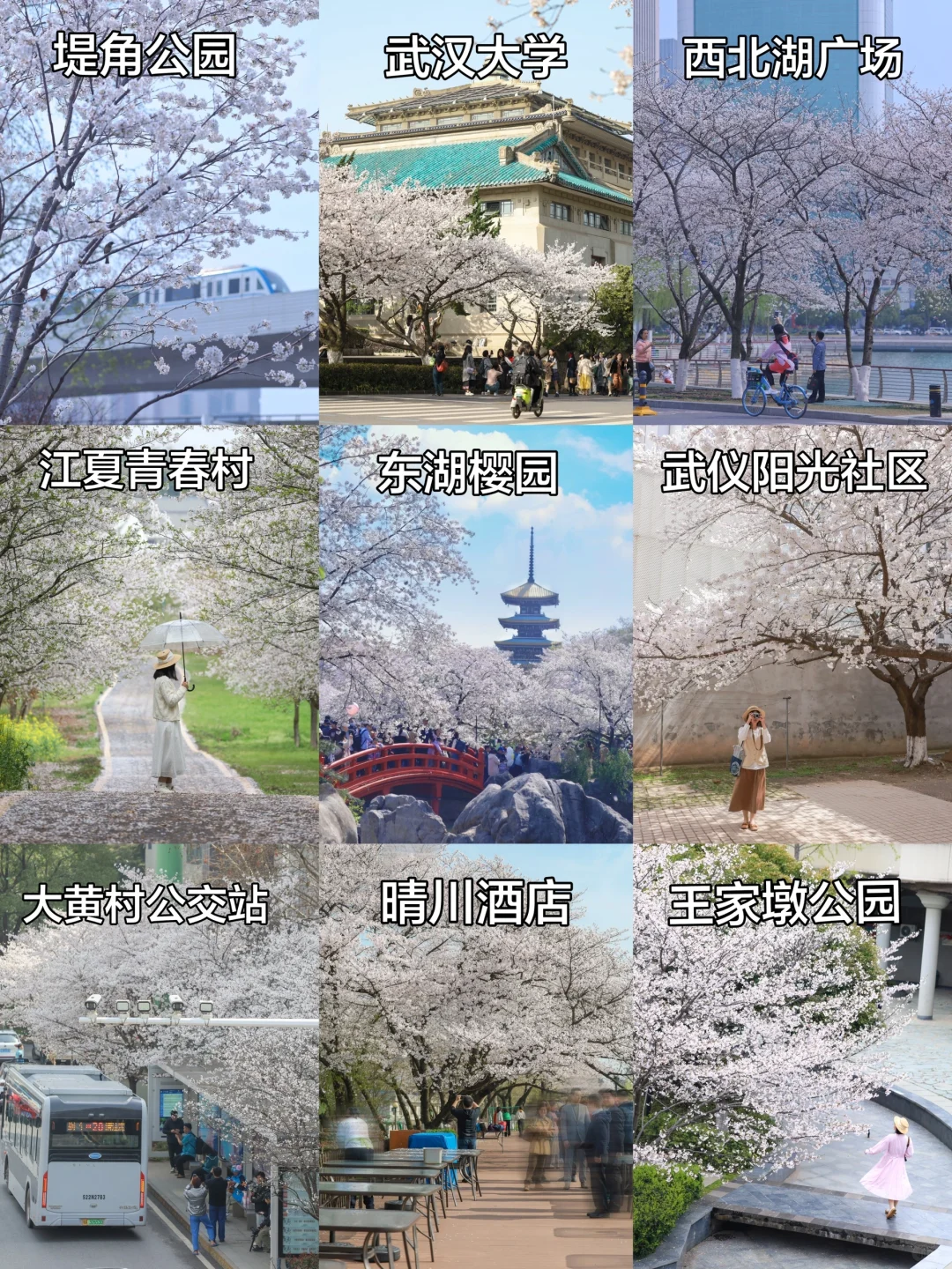 武汉赏樱攻略🌸12处绝美赏樱地别错过❗️