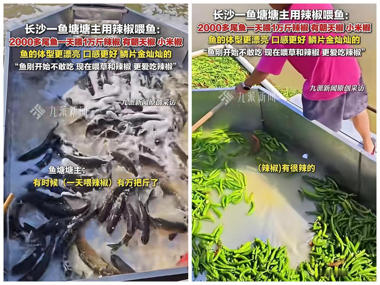 长沙一鱼塘塘主用辣椒🌶喂鱼
一天多的时候要喂万把斤辣椒，2000尾鱼，算下来一