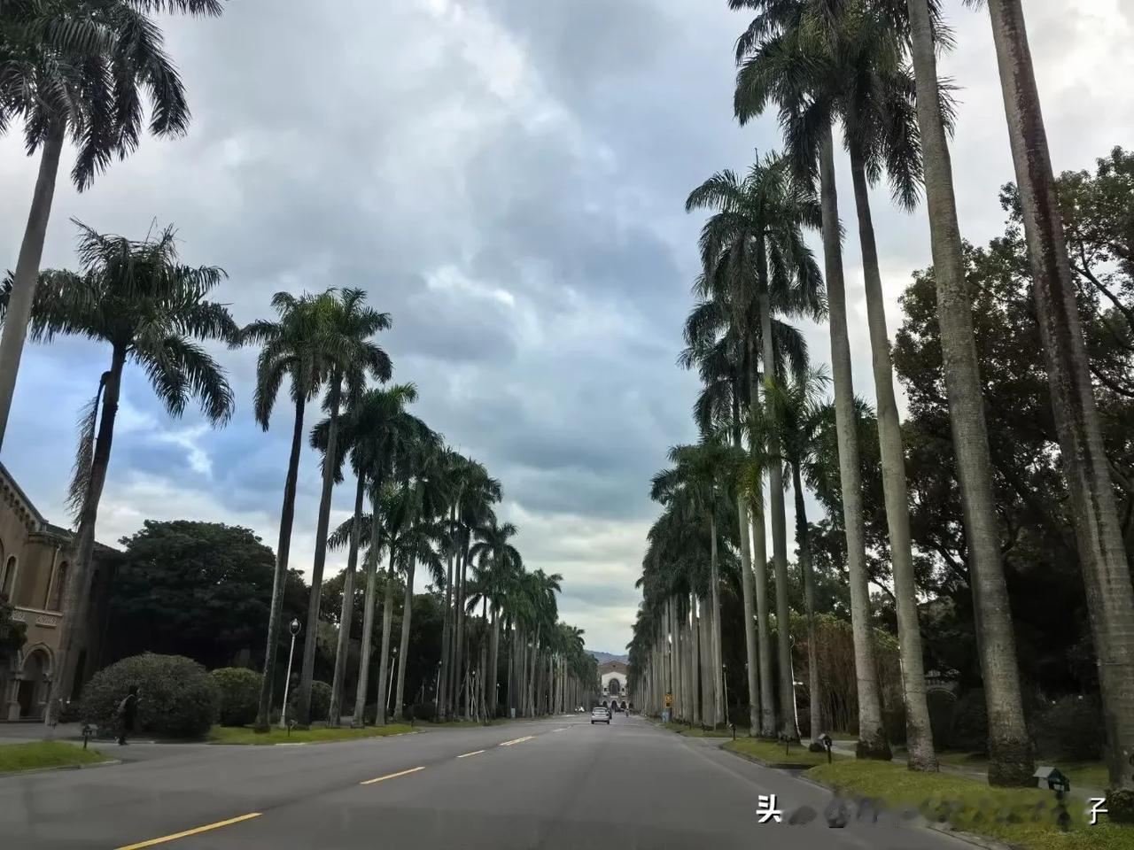 【台湾·台大】去趟台湾大学，著名的椰林大道、行政楼、图书馆、食堂、傅钟 “一天只