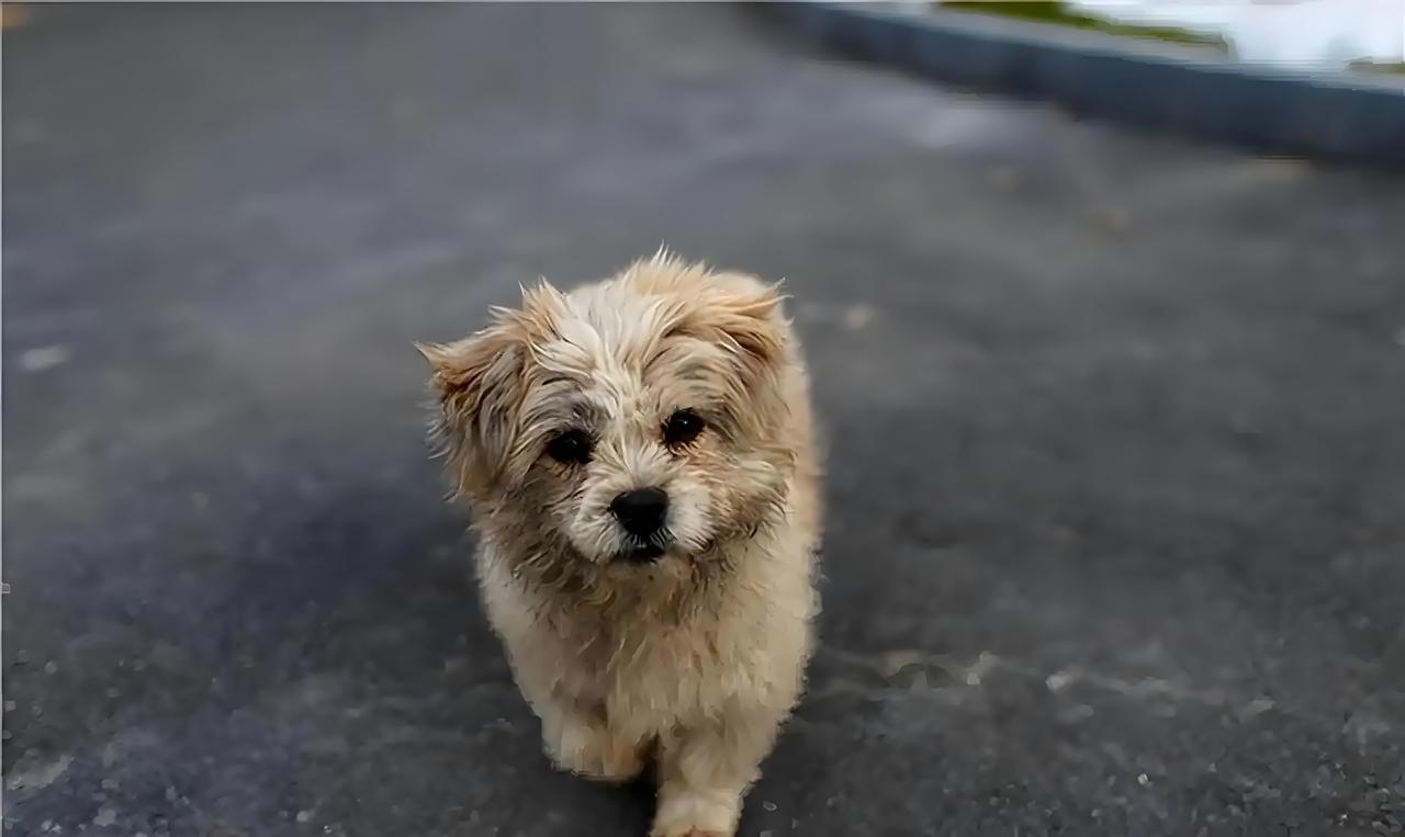 下班路上，一只小土狗一直跟着我，脏兮兮的爪子沾着泥，尾巴却摇得特别欢。
 
它不