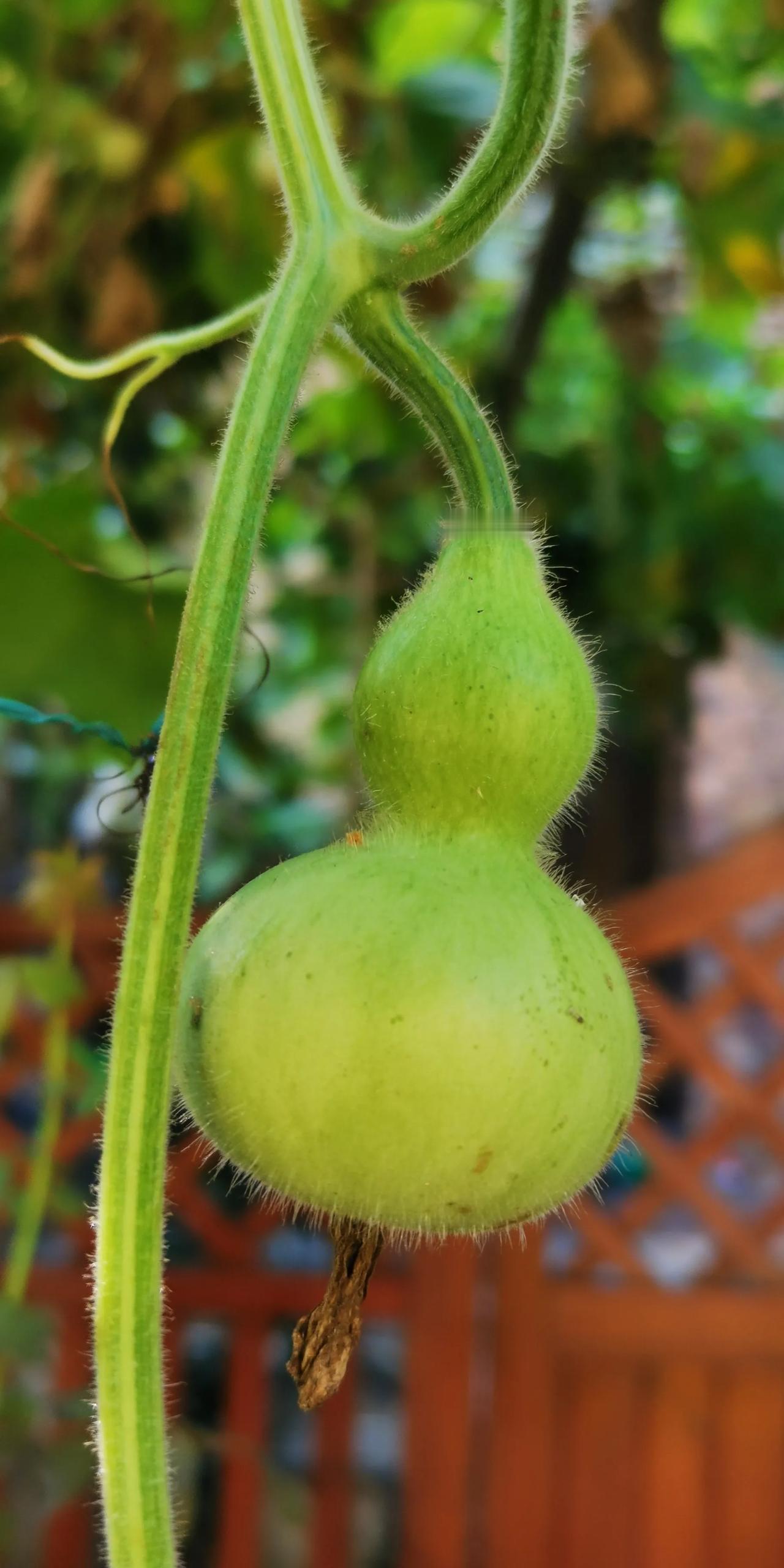 原来，小葫芦和葫芦是两种完全不同的植物，我还以为小葫芦长大了就是葫芦了呢。小葫芦