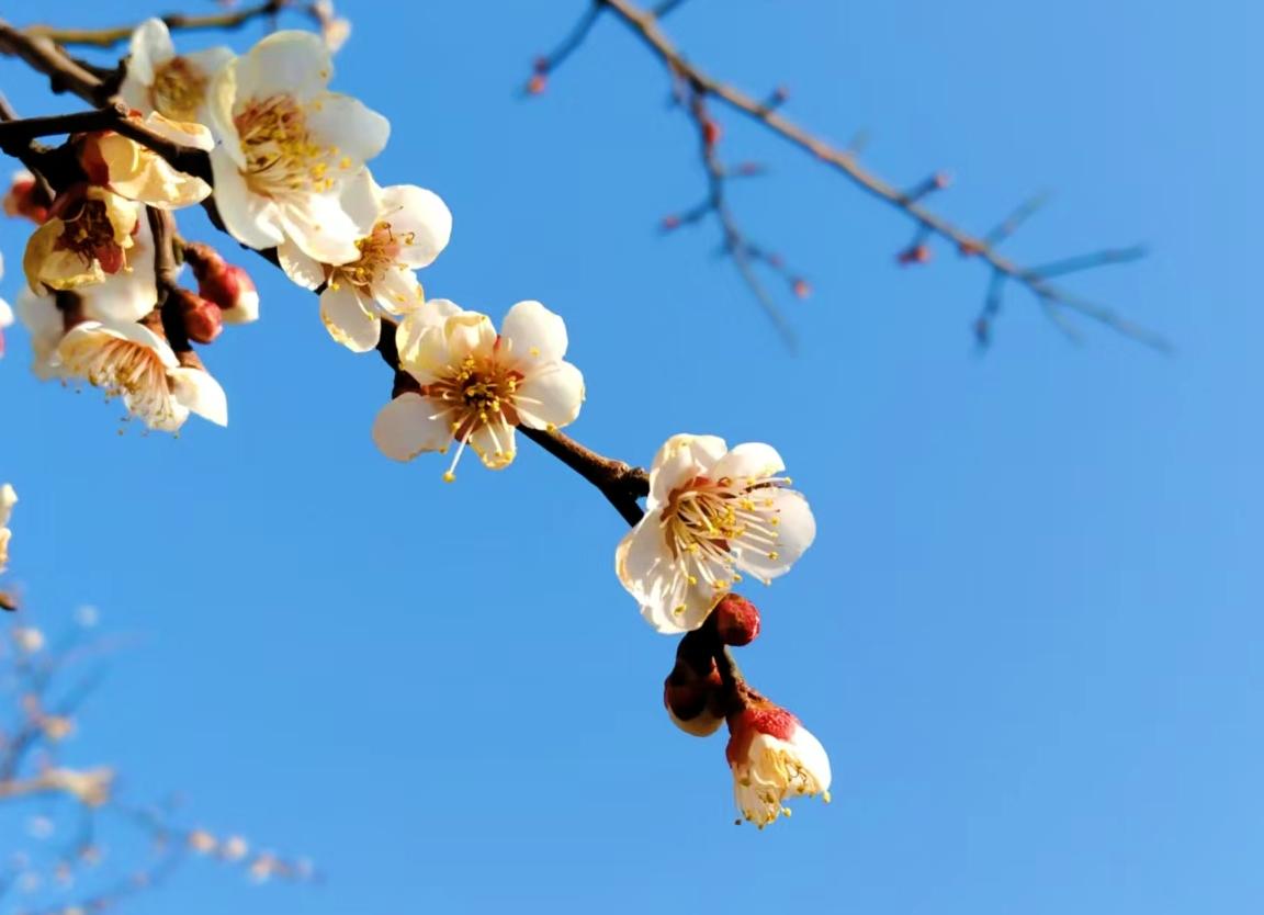 公园美丽景随拍