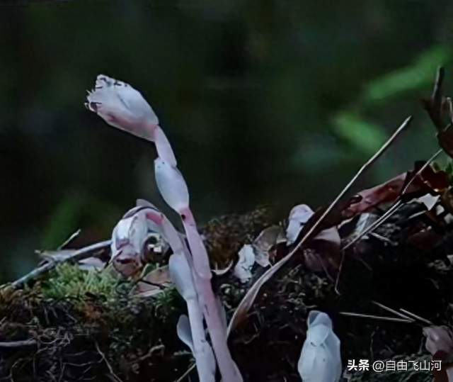 机器狗出征哀牢山，解锁山林珍稀生灵