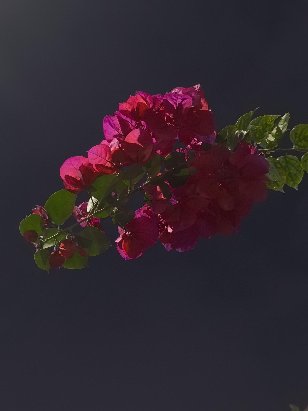 墙角数枝梅，
夜晚独自开。
花瓣落四月，
疑似旧人来。