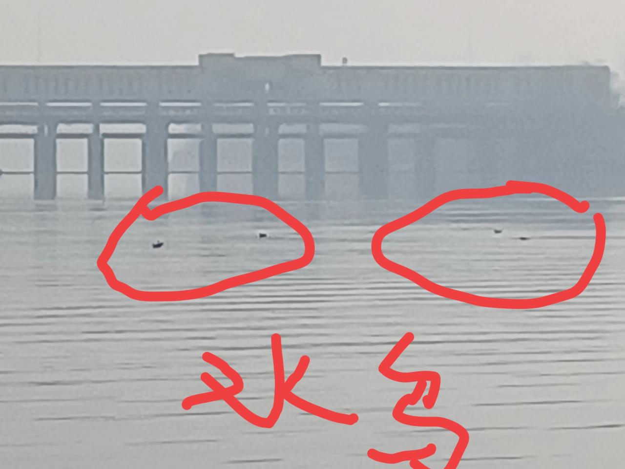 京杭大运河水质清澈见底，各种水鸟呈现。