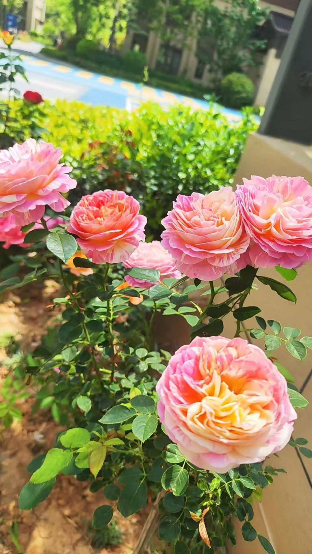 你恰好盛开，我刚好路过，你赠我满心欢喜，我记录你的美，心情沾染了花香，日子便有了