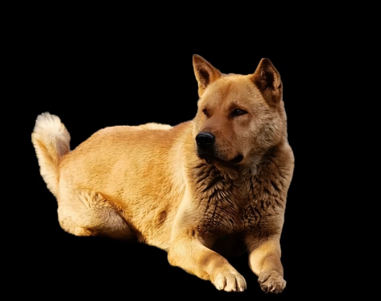 这是杨紫的小黄，老祖宗严选悲天悯人中华田园犬。