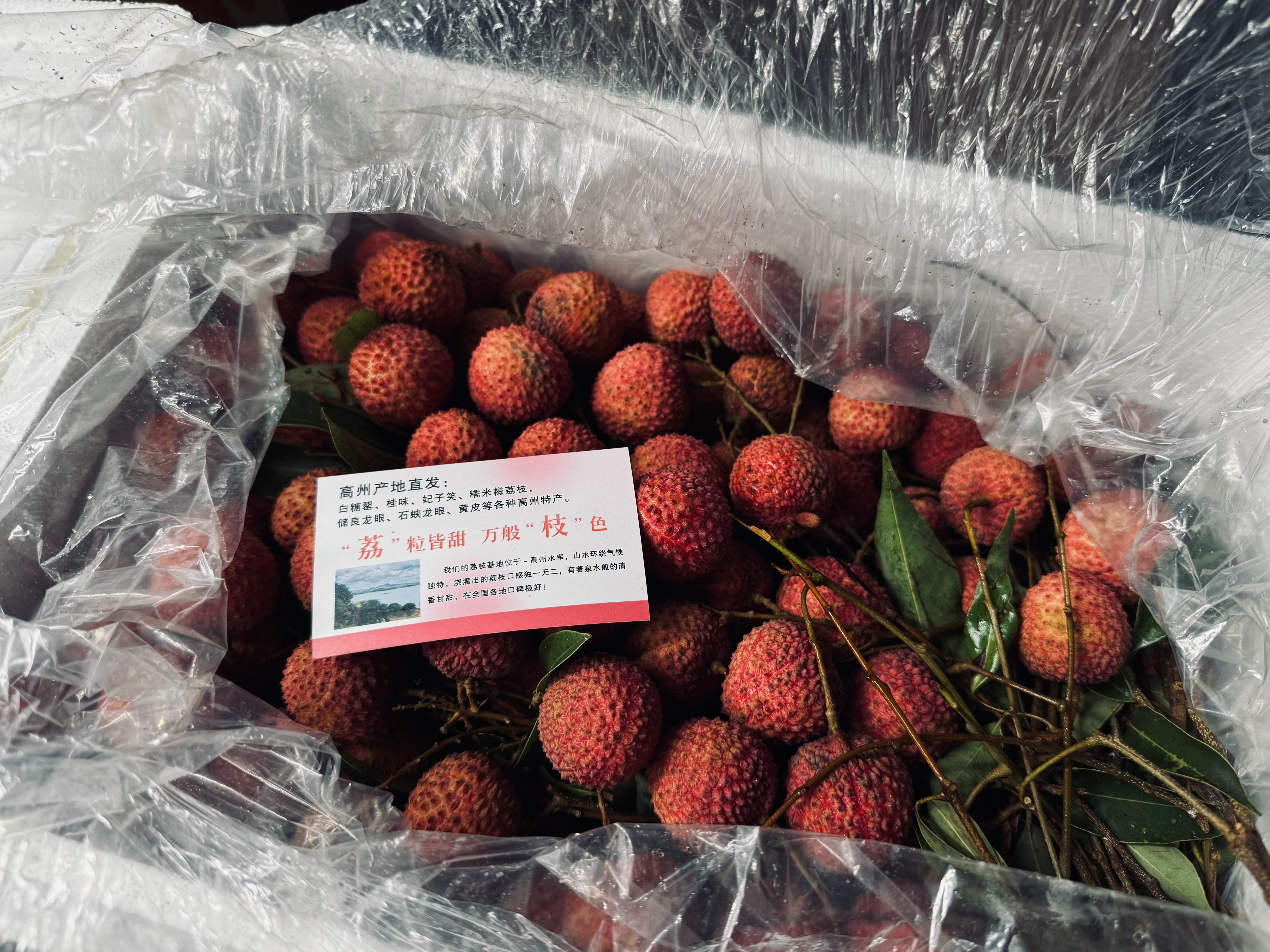 有荔自岭南来～ ​​​