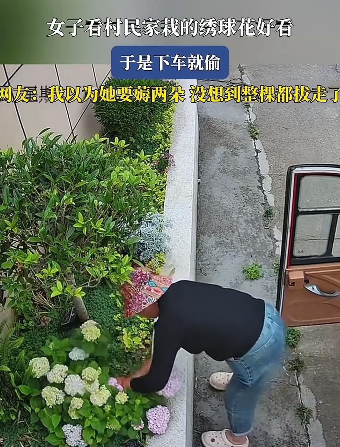 女子看中绣球花便将其连根拔起，这般心态着实令人不齿。
路边，村民精心栽种的绣球花